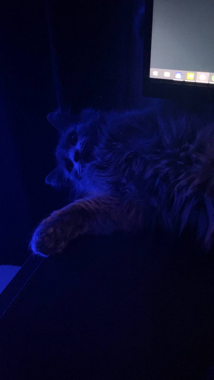 Black cat in blue light